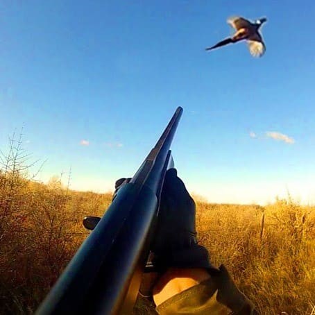 Bird hunting